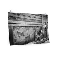 Load image into Gallery viewer, DOG OF SAINT KITTS