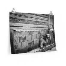 Load image into Gallery viewer, DOG OF SAINT KITTS